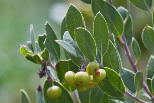 Arctostaphylos pungens (Pointleaf manzanita) — photo