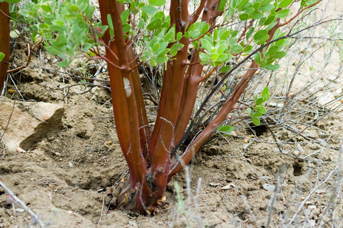 Arctostaphylos pungens (Pointleaf manzanita) — photo