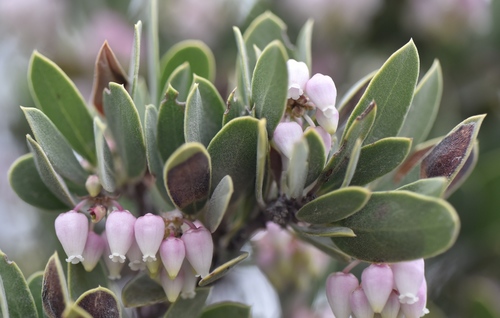 Arctostaphylos pungens