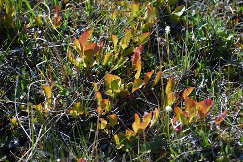 Arctostaphylos rubra (Red alpine bearberry) — photo