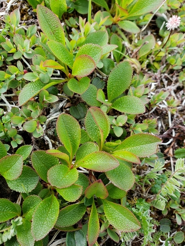 Arctostaphylos rubra