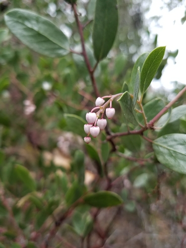 Arctostaphylos stanfordiana (Stanford's Manzanita) — photo