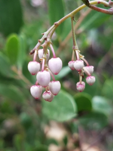 Arctostaphylos stanfordiana (Stanford's Manzanita) — photo