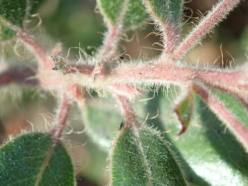 Arctostaphylos tomentosa (Downy manzanita) — photo