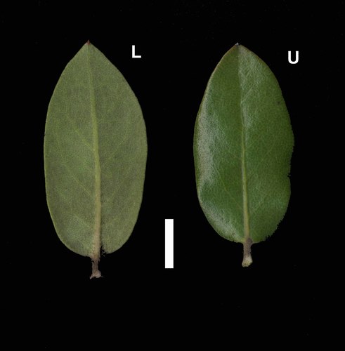 Arctostaphylos tomentosa (Downy manzanita) — photo