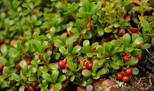 Arctostaphylos uva-ursi (Bear berry) — photo