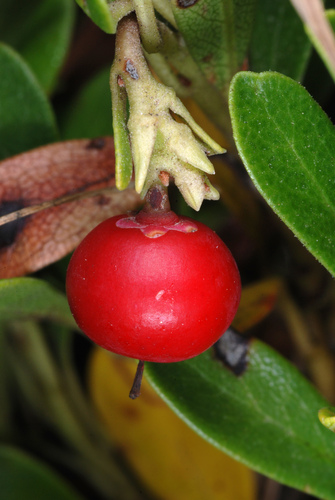 Arctostaphylos uva-ursi (Bear berry) — photo