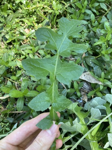 Arctotheca calendula (Cape dandelion) — photo
