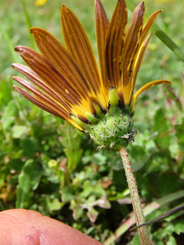 Arctotheca calendula (Cape dandelion) — photo