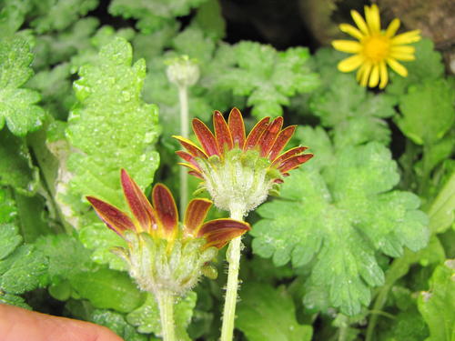Arctotis arctotoides