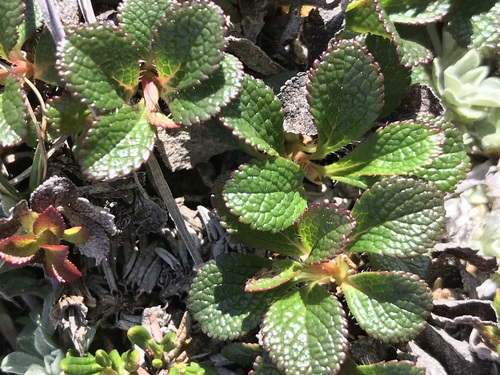 Arctous alpina (Alpine bearberry) — photo