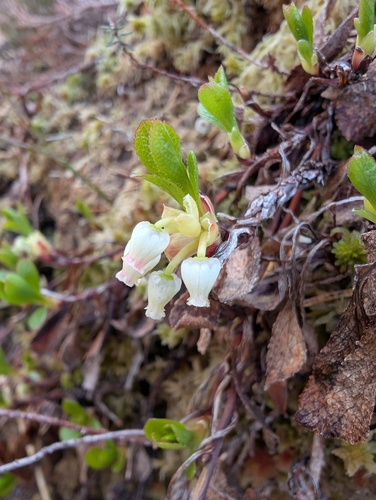 Arctous alpina (Alpine bearberry) — photo
