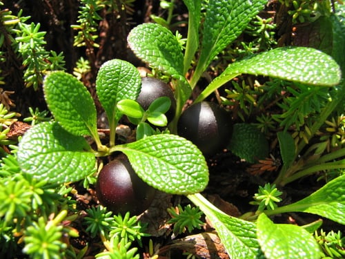 Arctous alpina