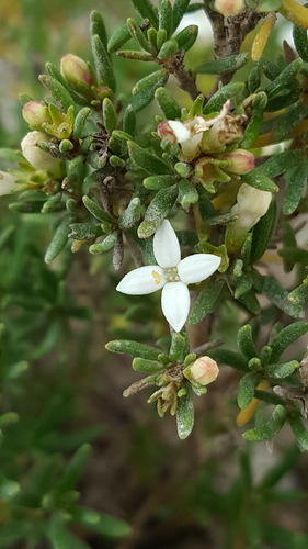 Arcytophyllum thymifolium (Perlilla) — photo