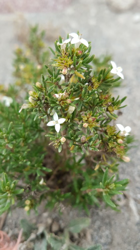 Arcytophyllum thymifolium