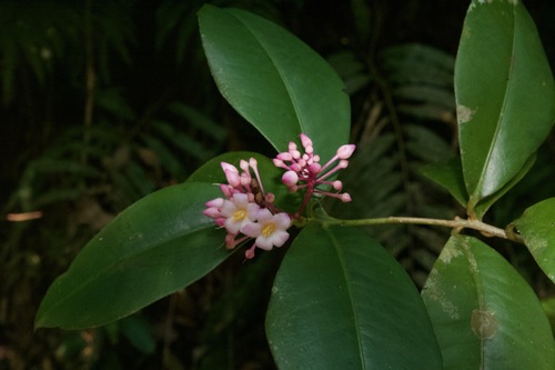 Ardisia bartletii (Bartlett ardisia) — photo
