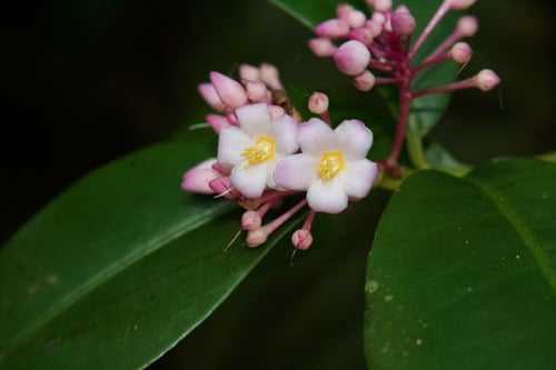 Ardisia bartletii