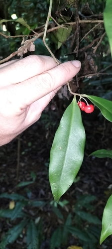 Ardisia brevipedata (Rambling spearflower) — photo