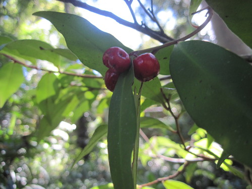 Ardisia brevipedata