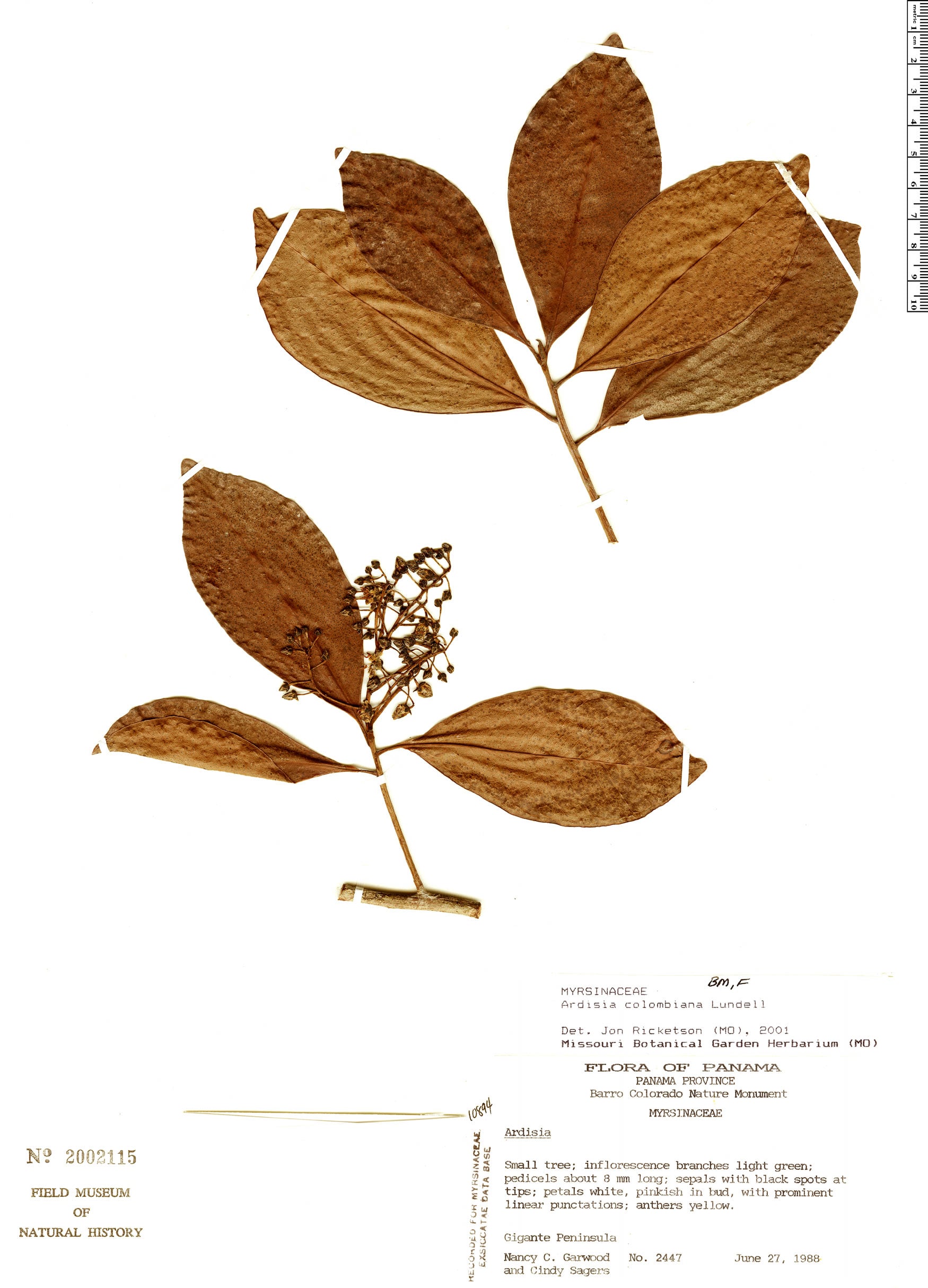 Ardisia colombiana