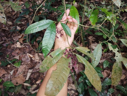 Ardisia complanata — photo
