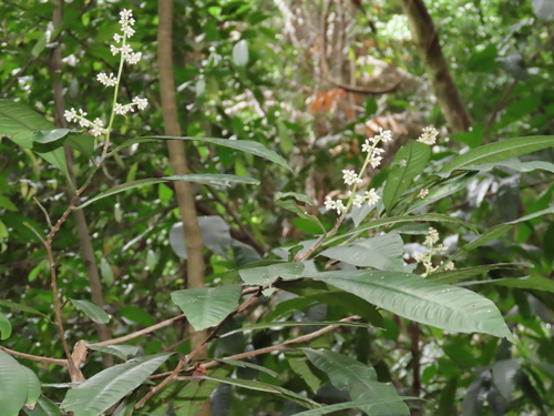 Ardisia complanata