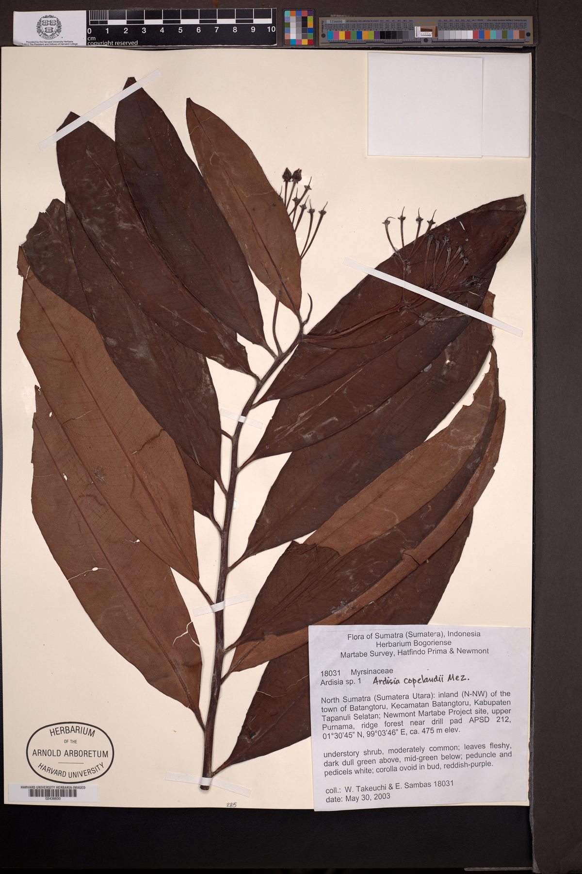 Ardisia copelandii — photo