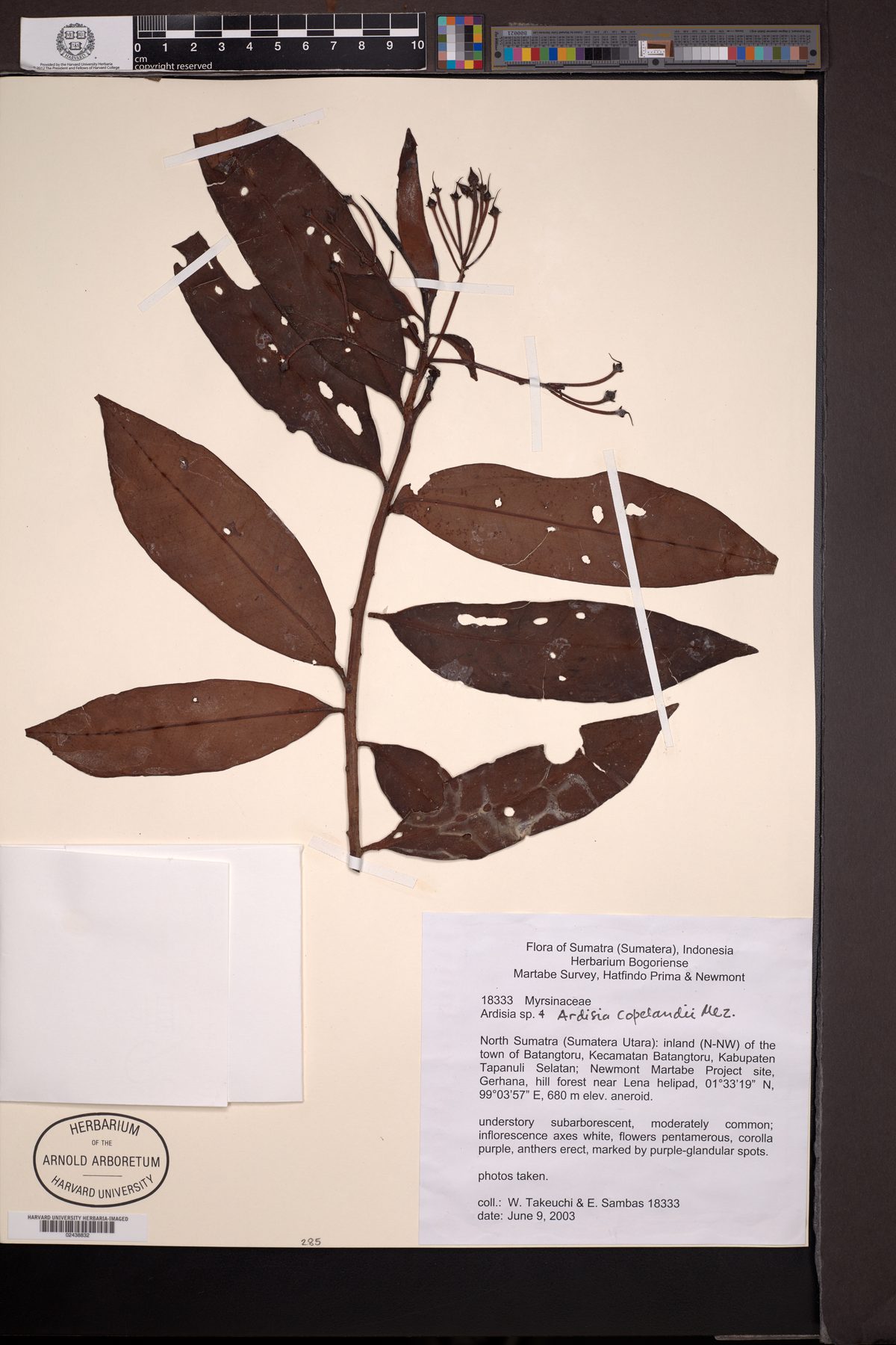 Ardisia copelandii — photo