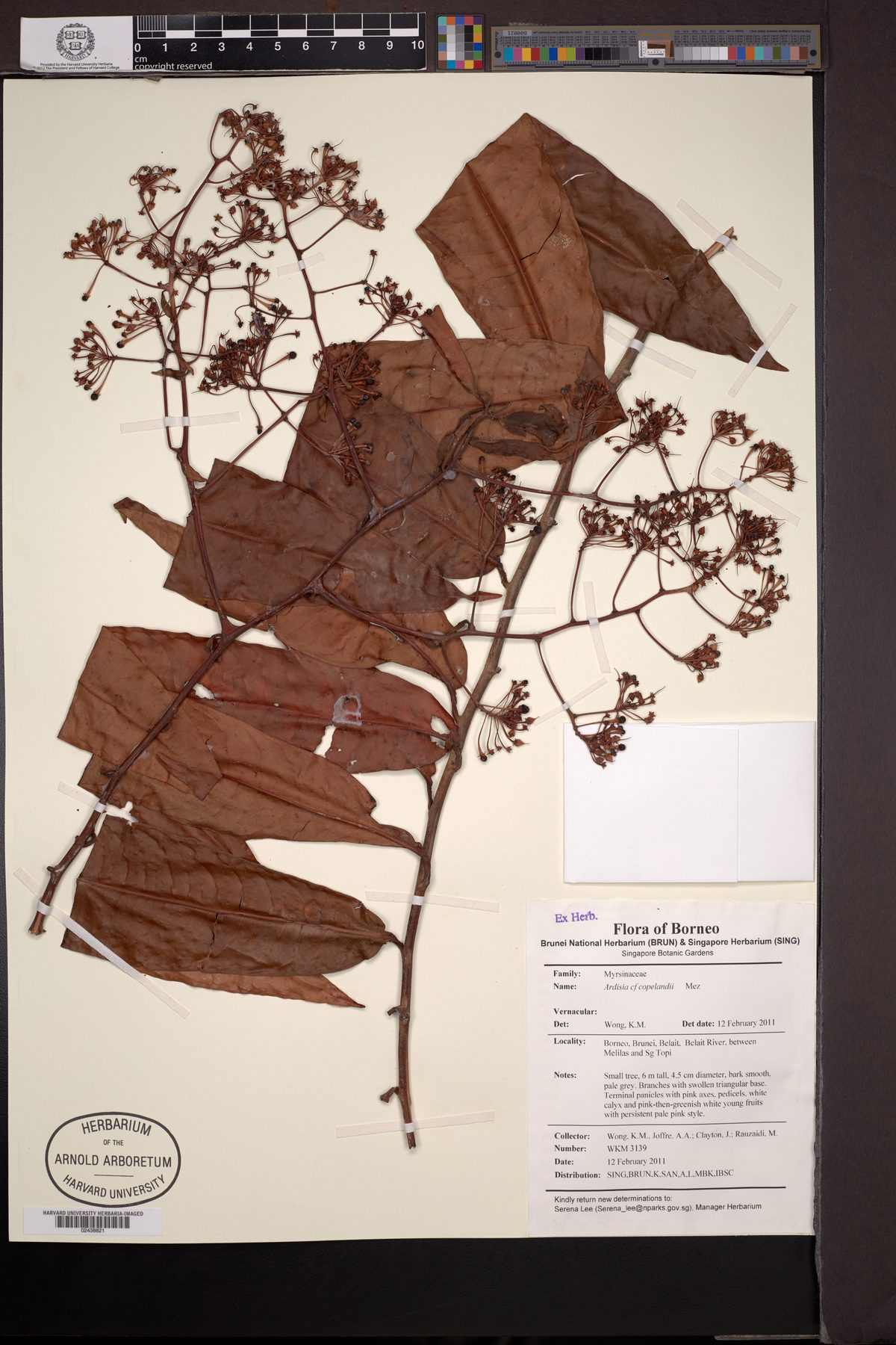 Ardisia copelandii