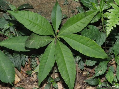 Ardisia cornudentata (Jade mountain ardisia) — photo