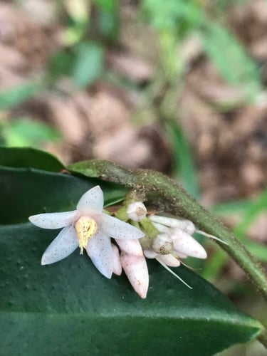Ardisia cornudentata (Jade mountain ardisia) — photo