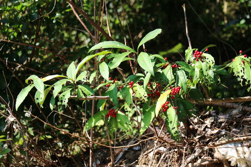 Ardisia cornudentata