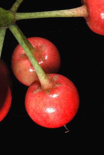 Ardisia crenata (Coral berry) — photo
