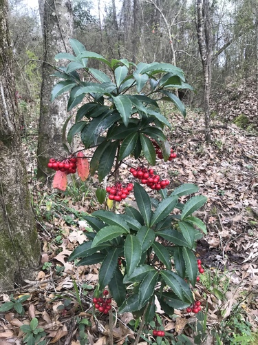 Ardisia crenata (Coral berry) — photo