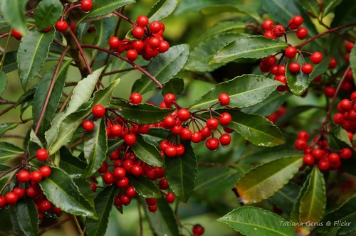 Ardisia crenata