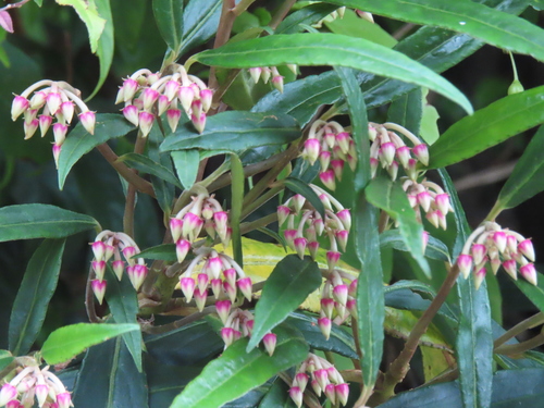 Ardisia crispa (Coral Ardisia) — photo