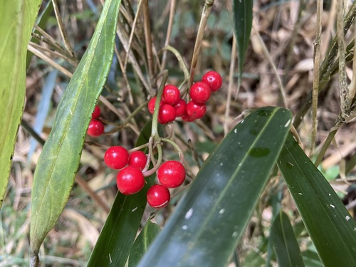 Ardisia crispa (Coral Ardisia) — photo