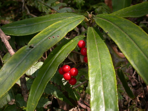 Ardisia crispa