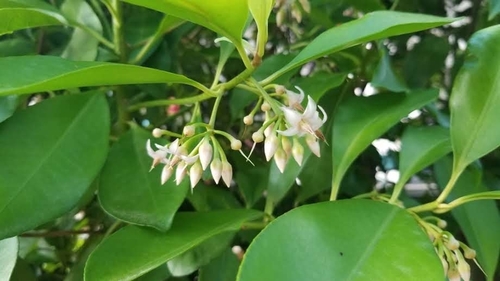 Ardisia elliptica (Sea-shore ardisia) — photo