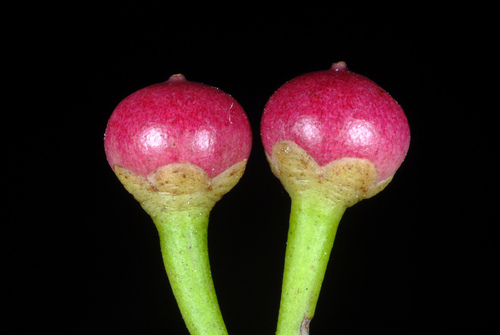 Ardisia elliptica (Sea-shore ardisia) — photo
