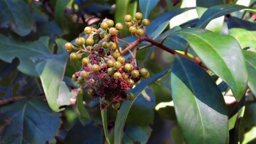 Ardisia escallonioides (Island marlberry) — photo