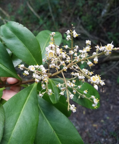 Ardisia escallonioides