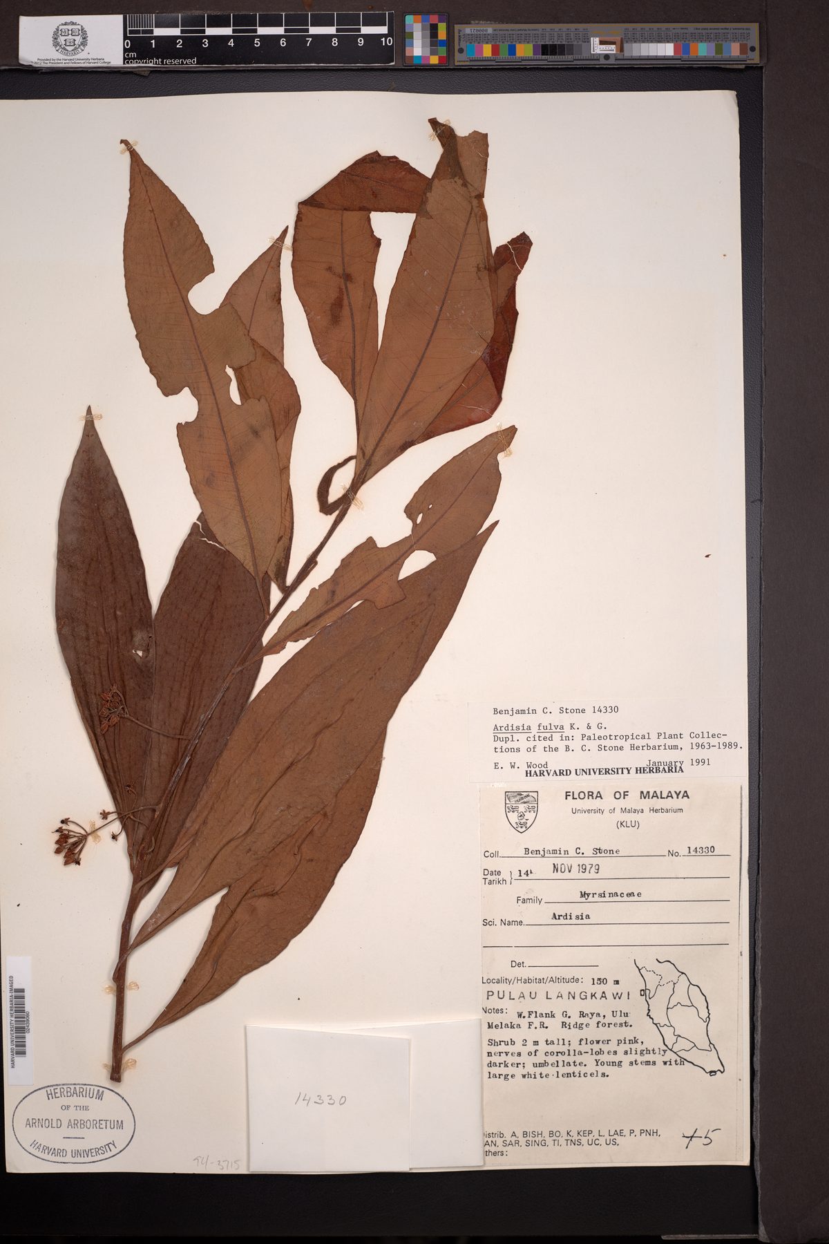 Ardisia fulva (Hua khwan) — photo