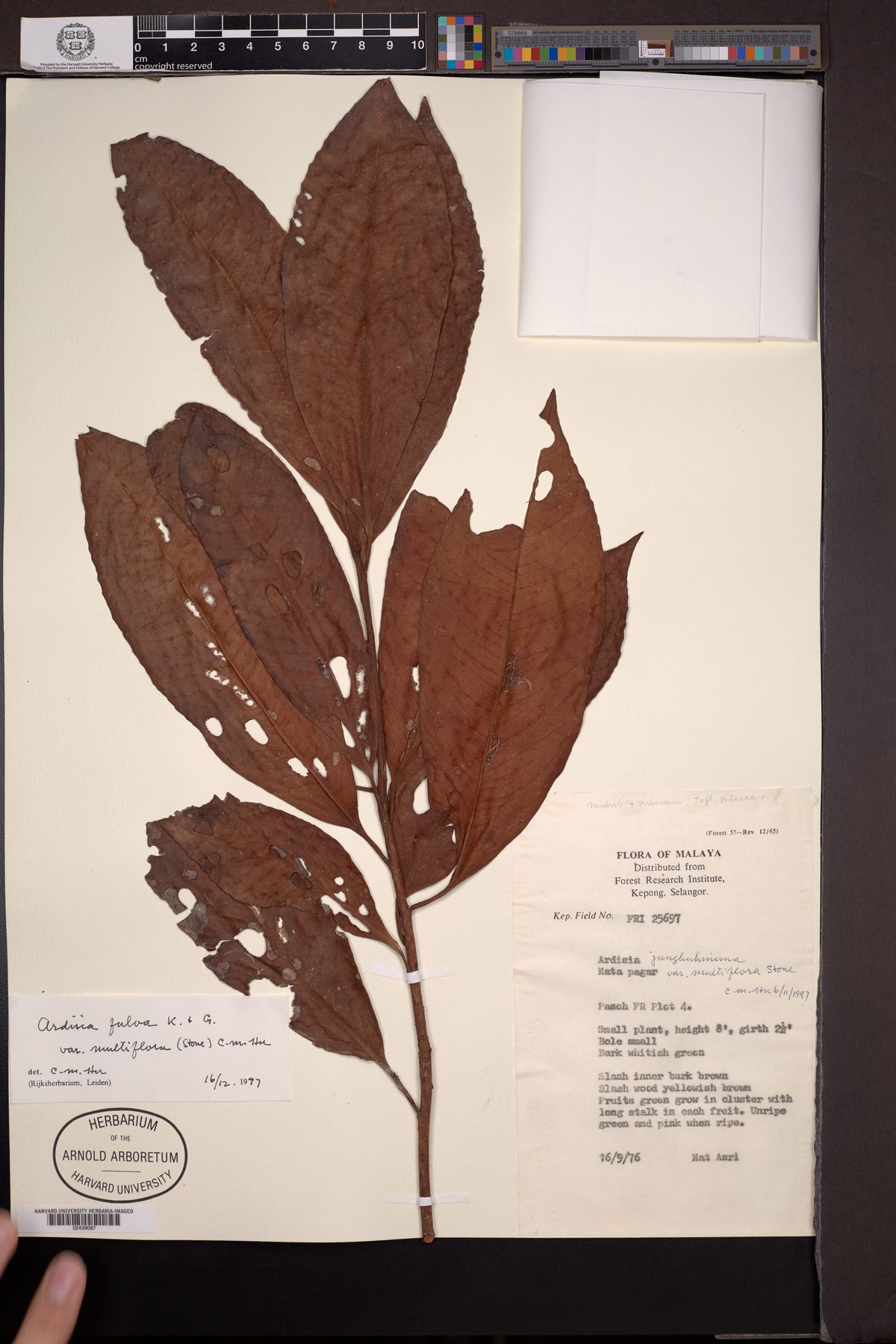 Ardisia fulva (Hua khwan) — photo
