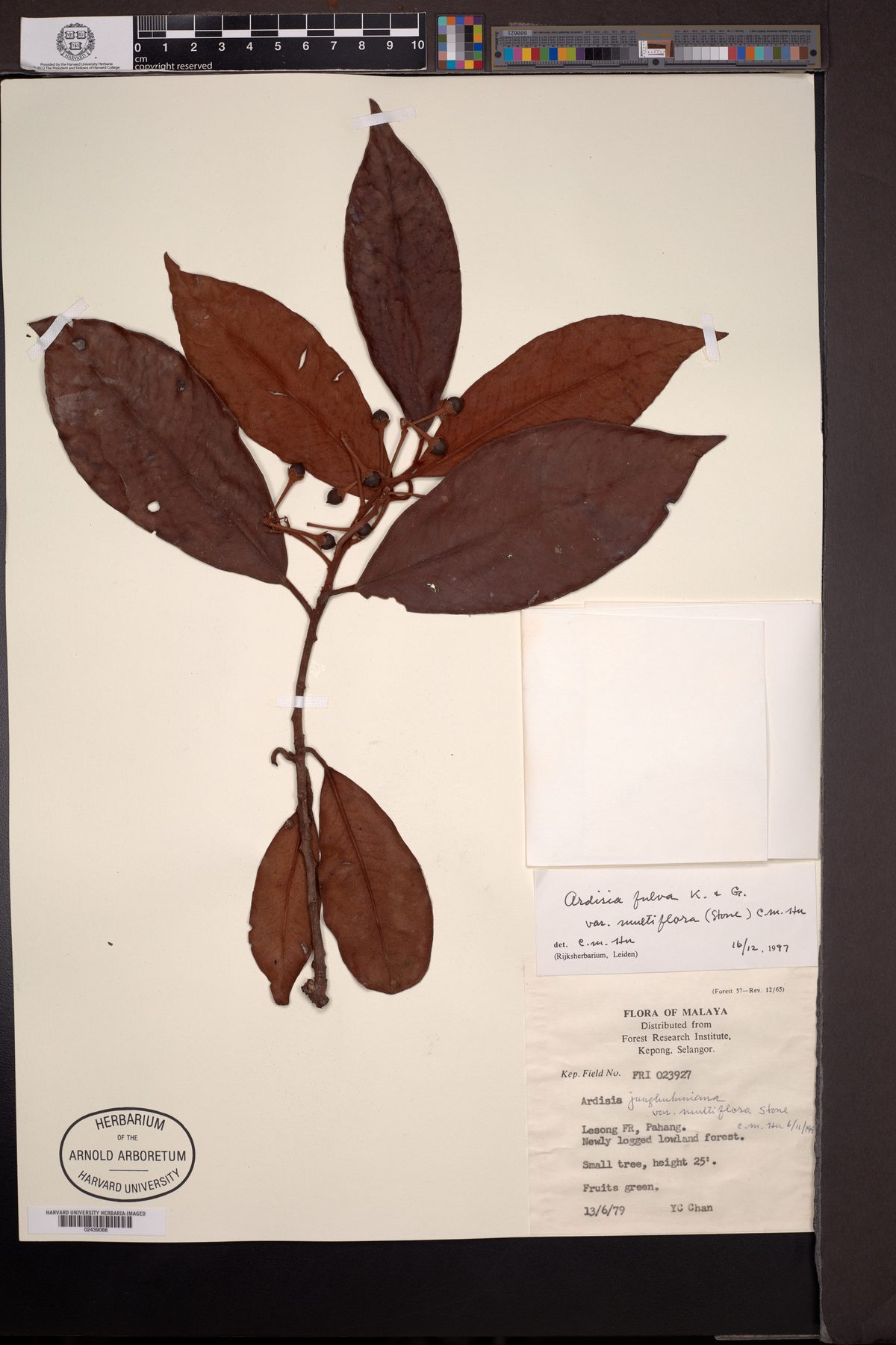 Ardisia fulva
