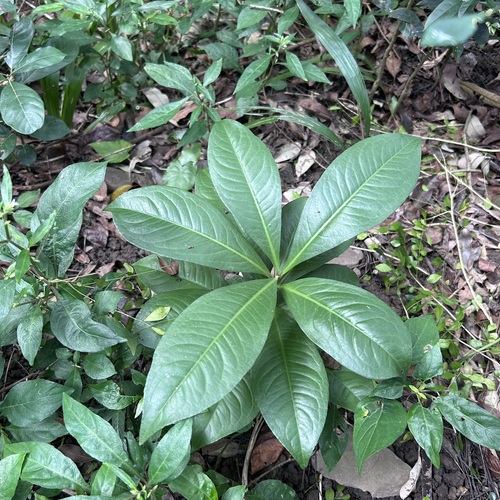 Ardisia humilis (Ardisia) — photo