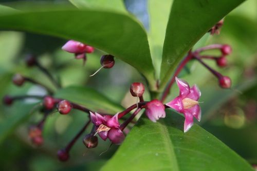 Ardisia humilis (Ardisia) — photo