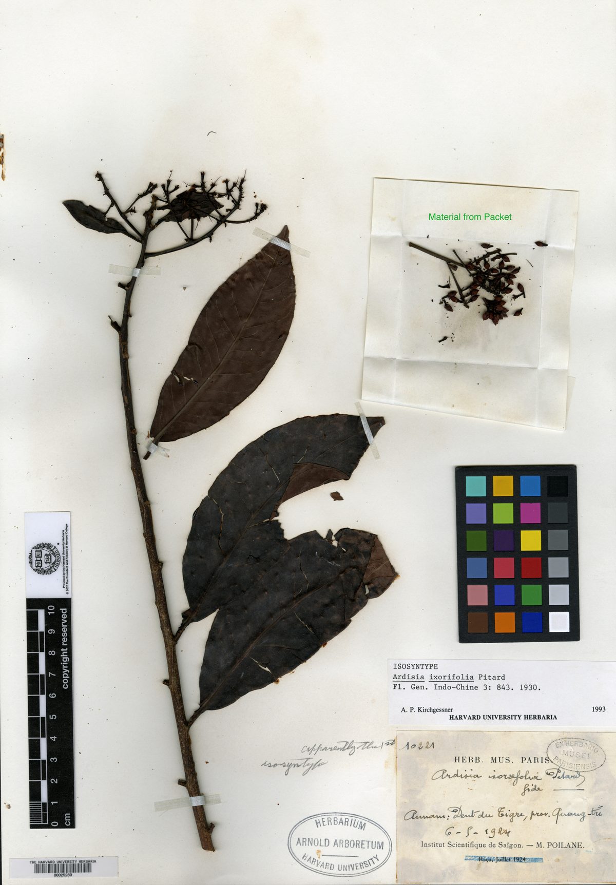 Ardisia ixorifolia (Nang) — photo