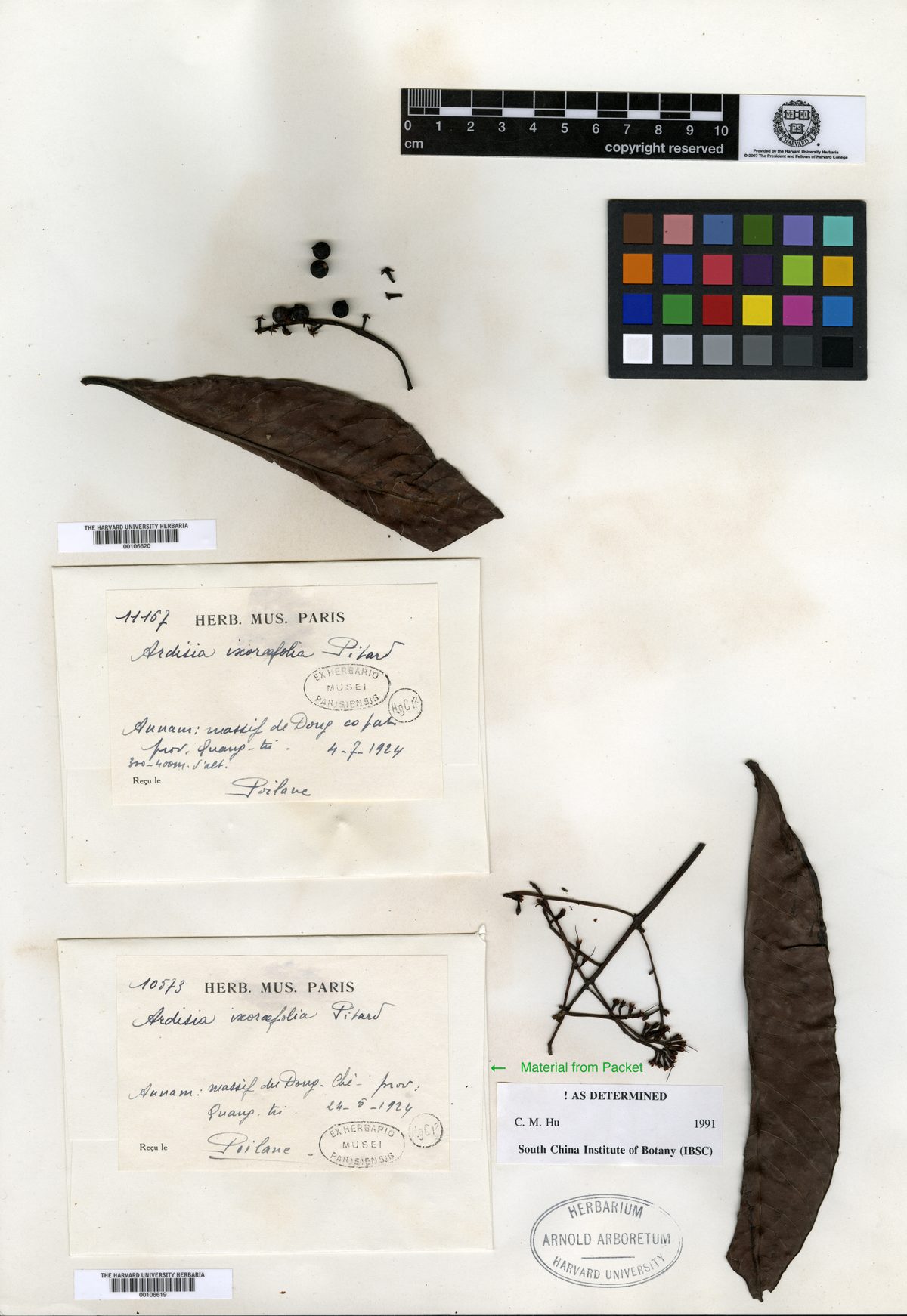 Ardisia ixorifolia (Nang) — photo