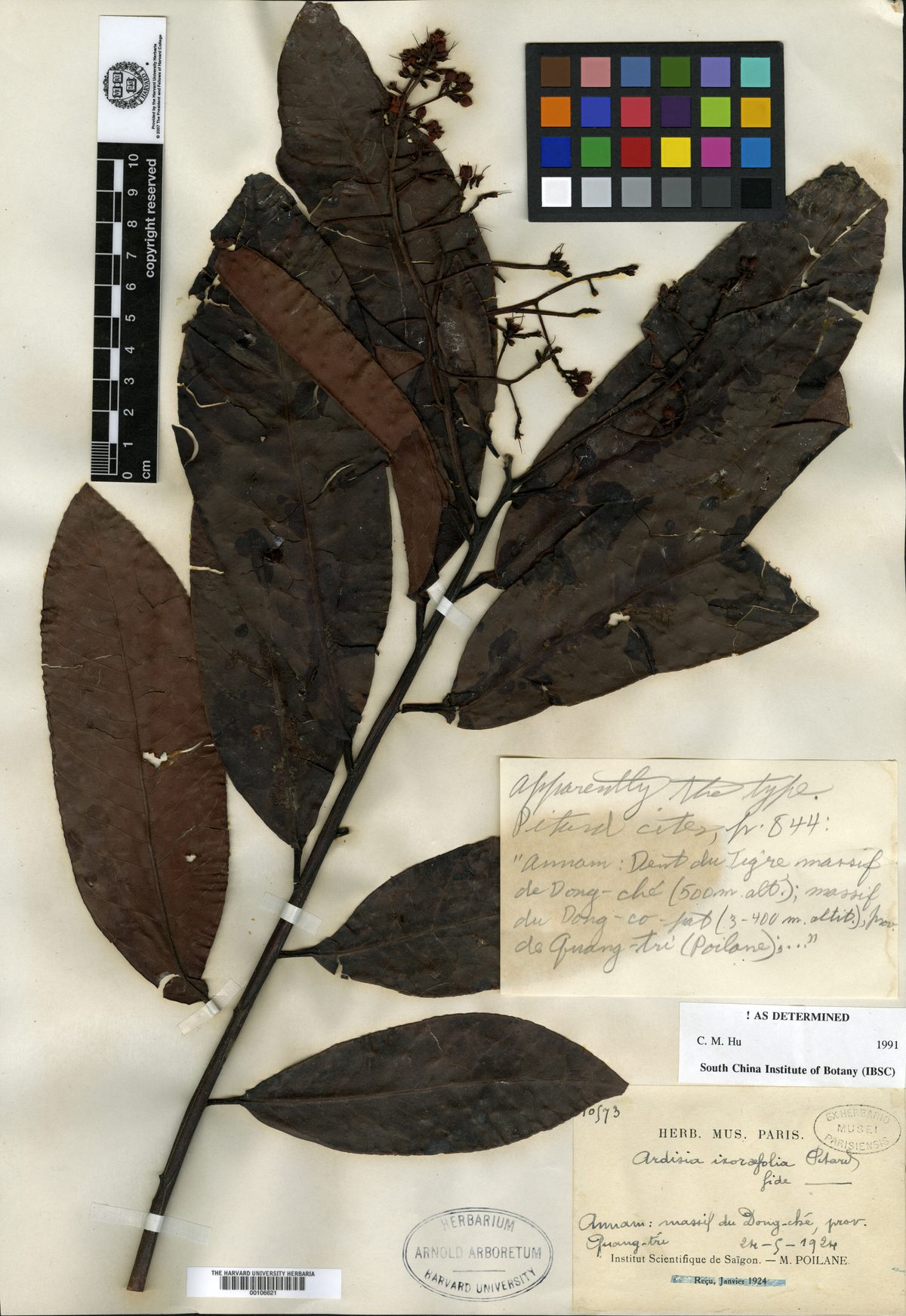 Ardisia ixorifolia